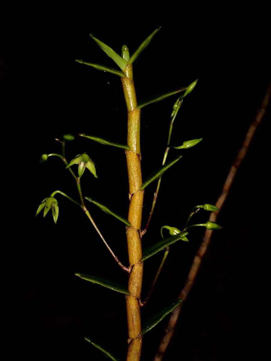 Dendrobium crassicaule bark