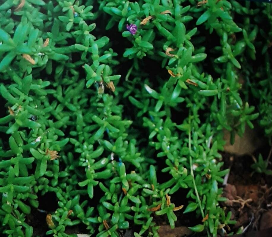 Delosperma prasinum — houseplant care guide