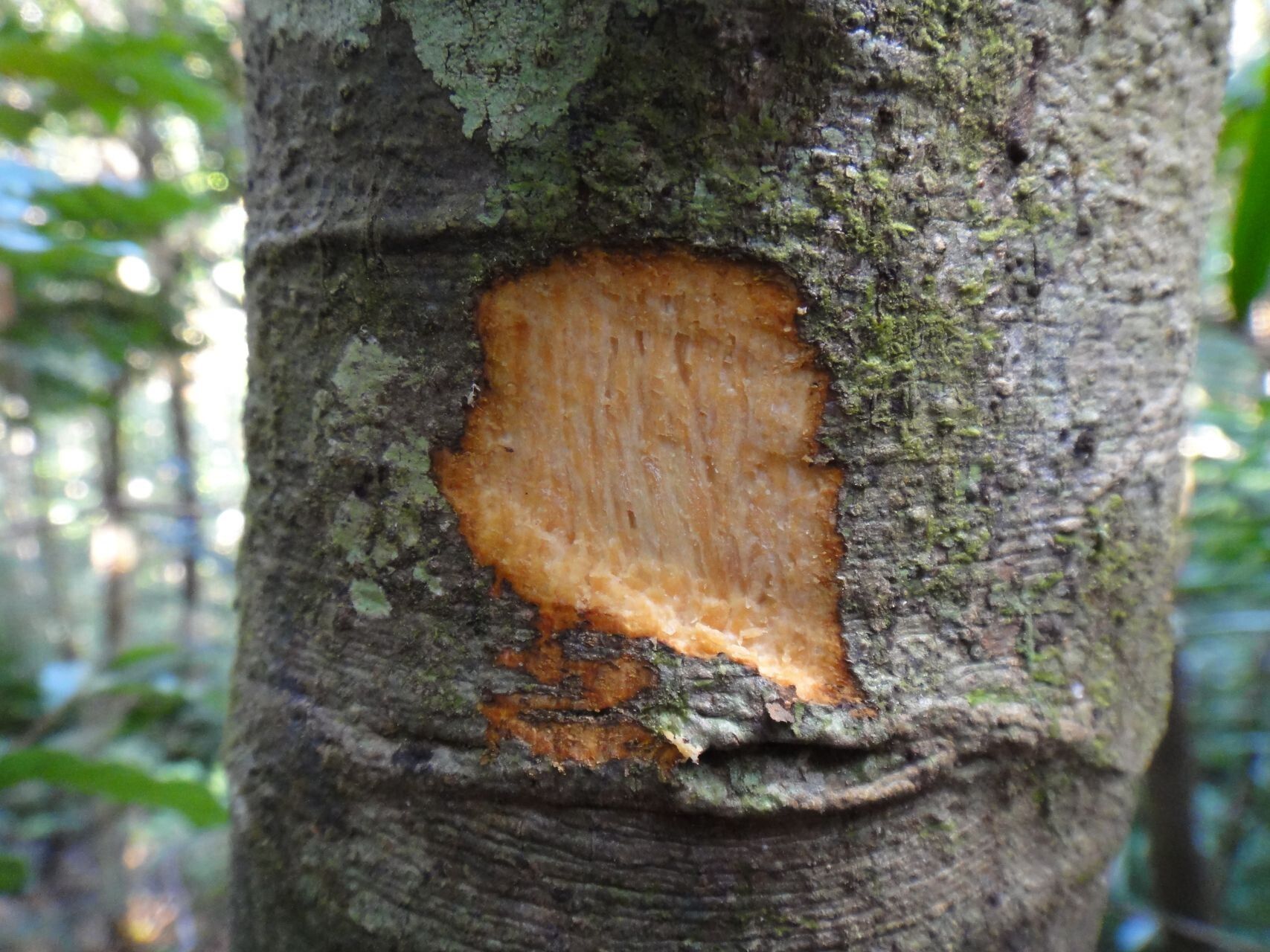 Alstonia lanceolata — search result for 'Alstonia'