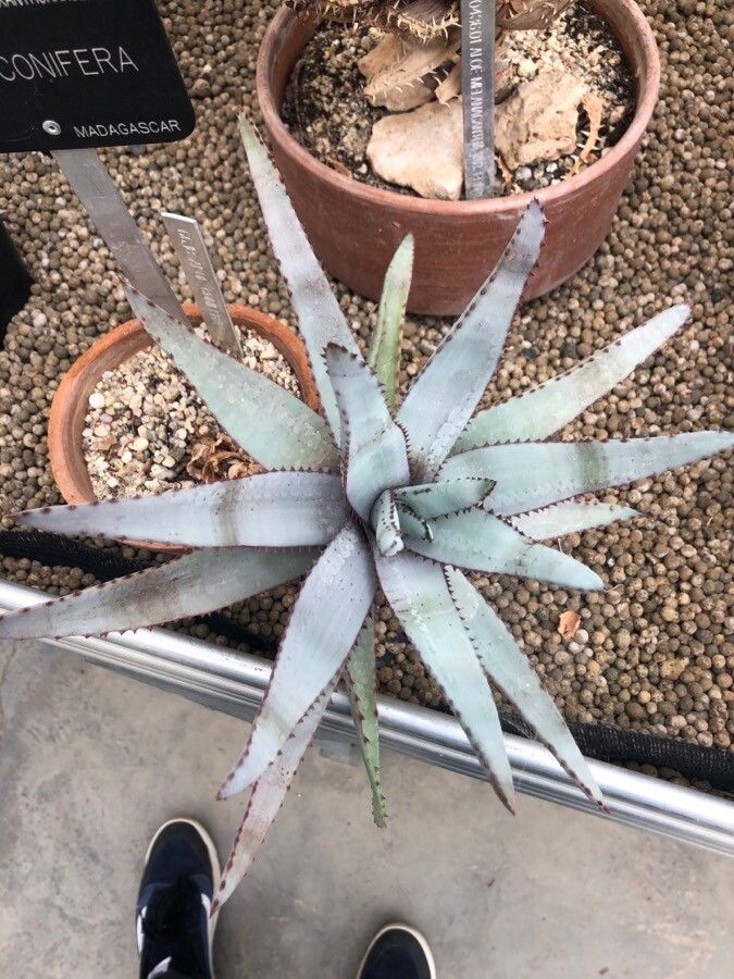 Aloe conifera — houseplant care guide