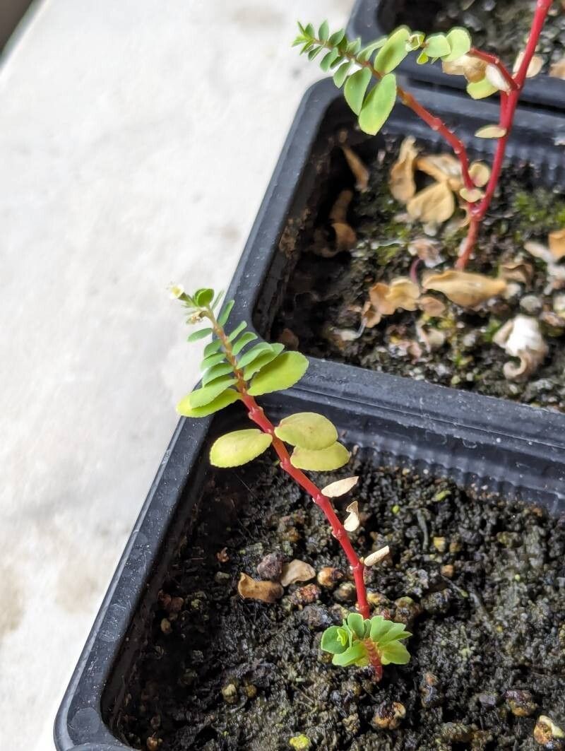 Euphorbia origanoides — houseplant care guide