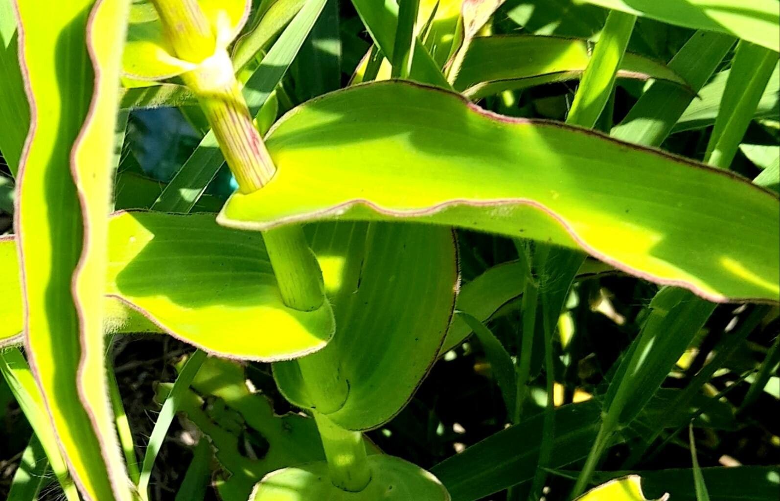 Tradescantia boliviana leaf
