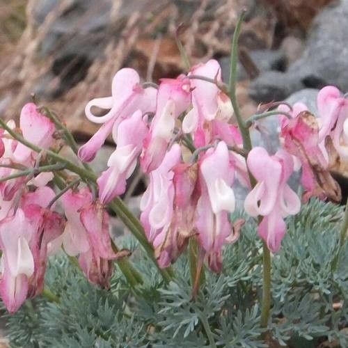 Dicentra eximia flower