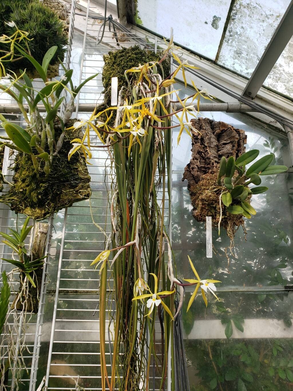 Epidendrum parkinsonianum habit