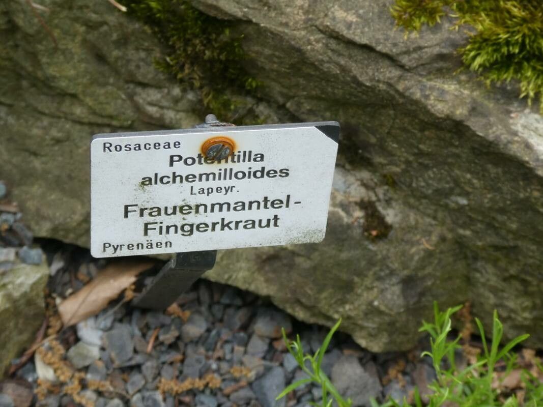 Potentilla alchimilloides habit