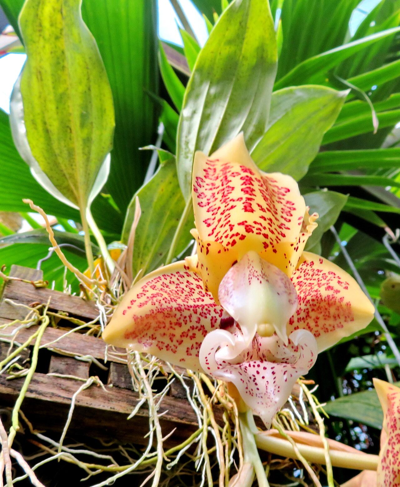 Stanhopea costaricensis flower