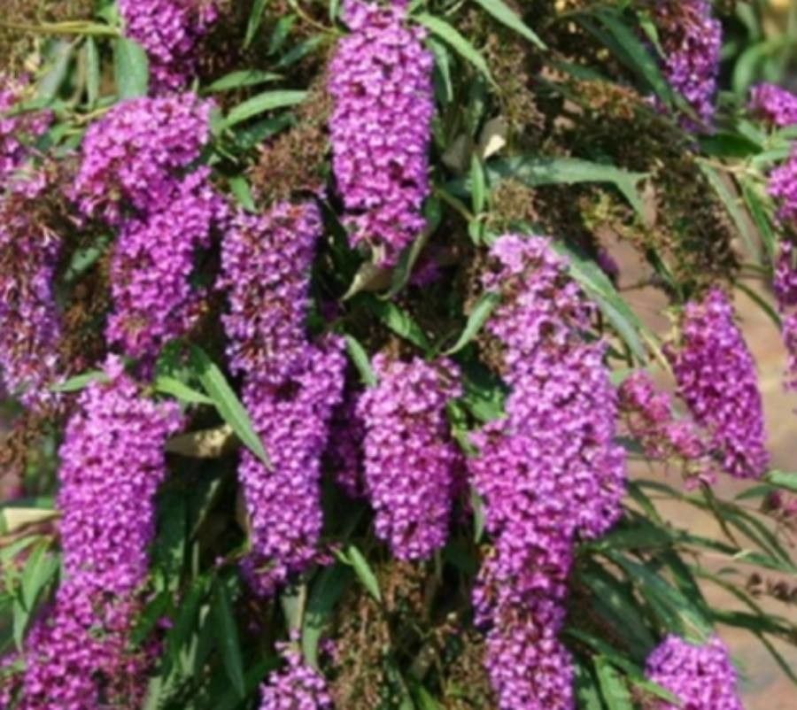 Tibouchina alata — related species from the same genus