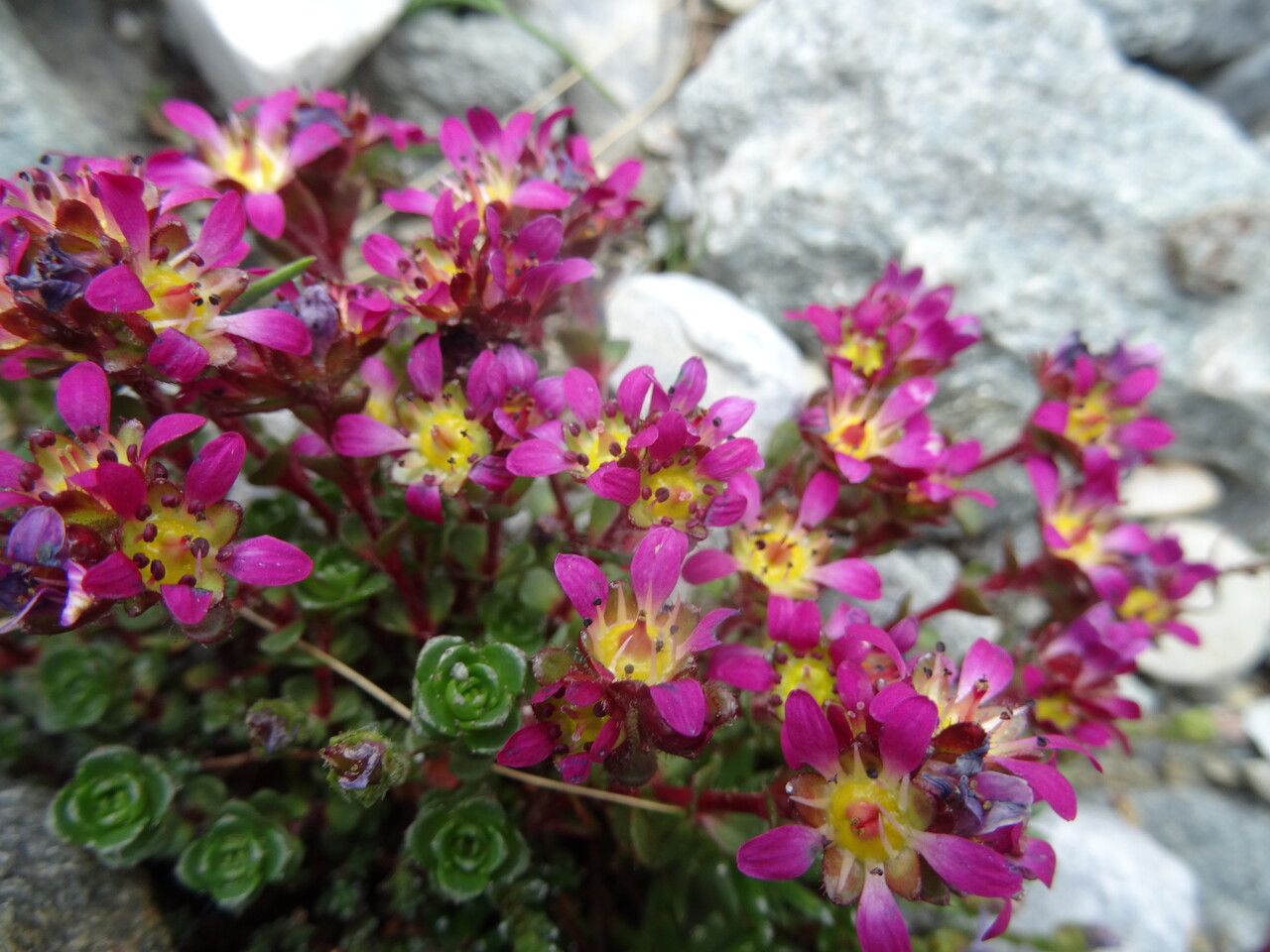 Saxifraga biflora flower