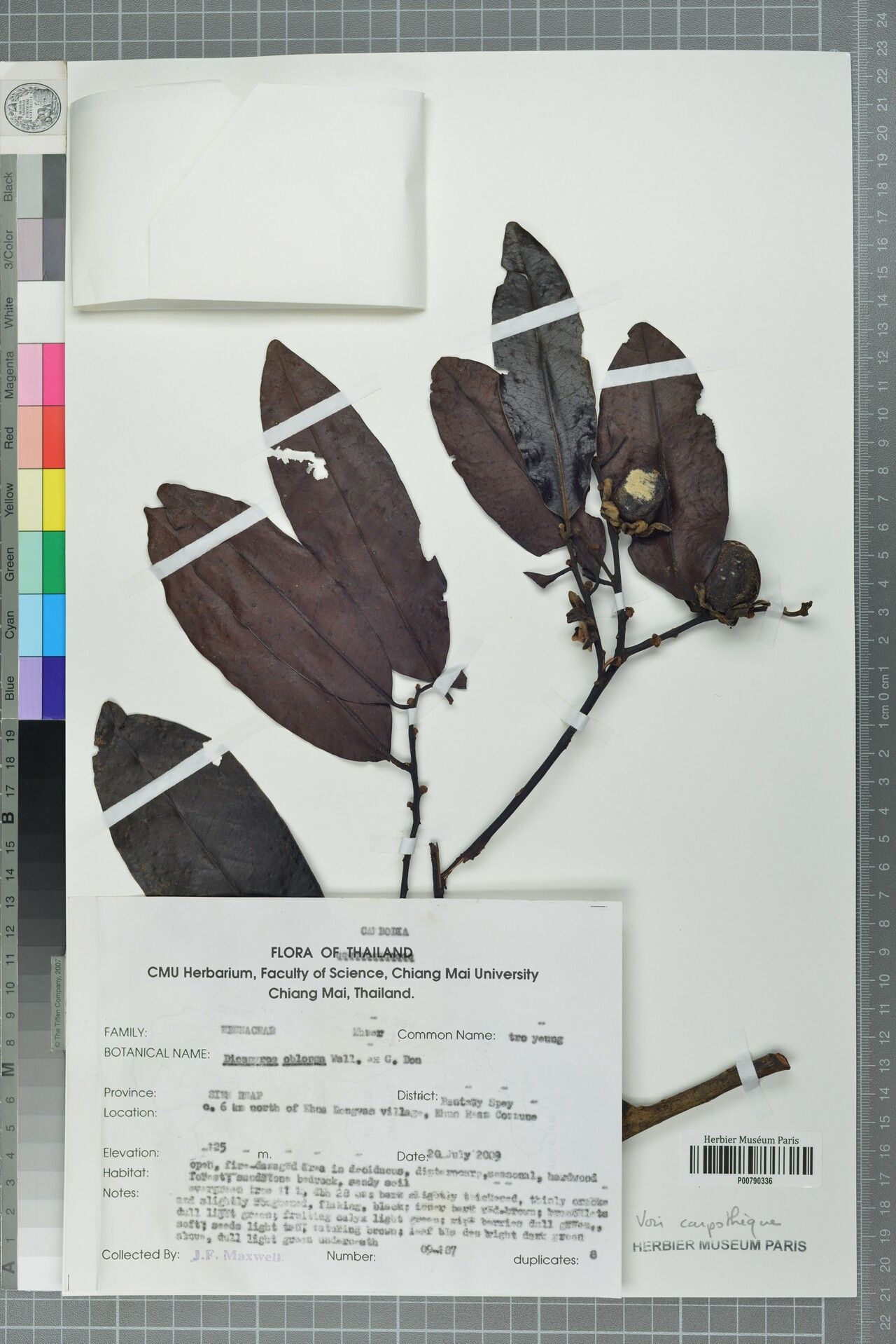 Diospyros oblonga — houseplant care guide