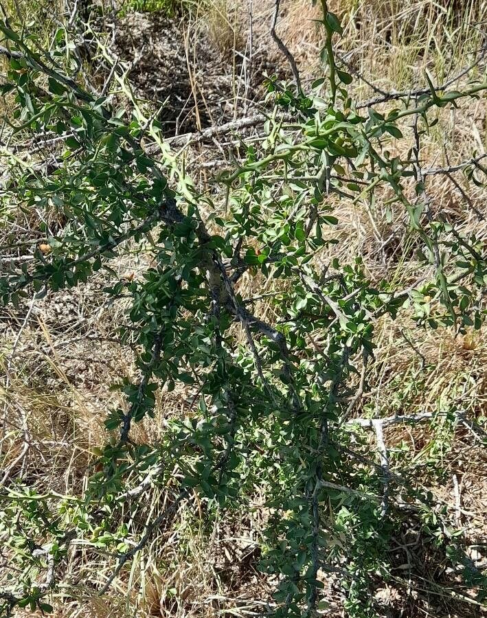 Maytenus spinosa habit