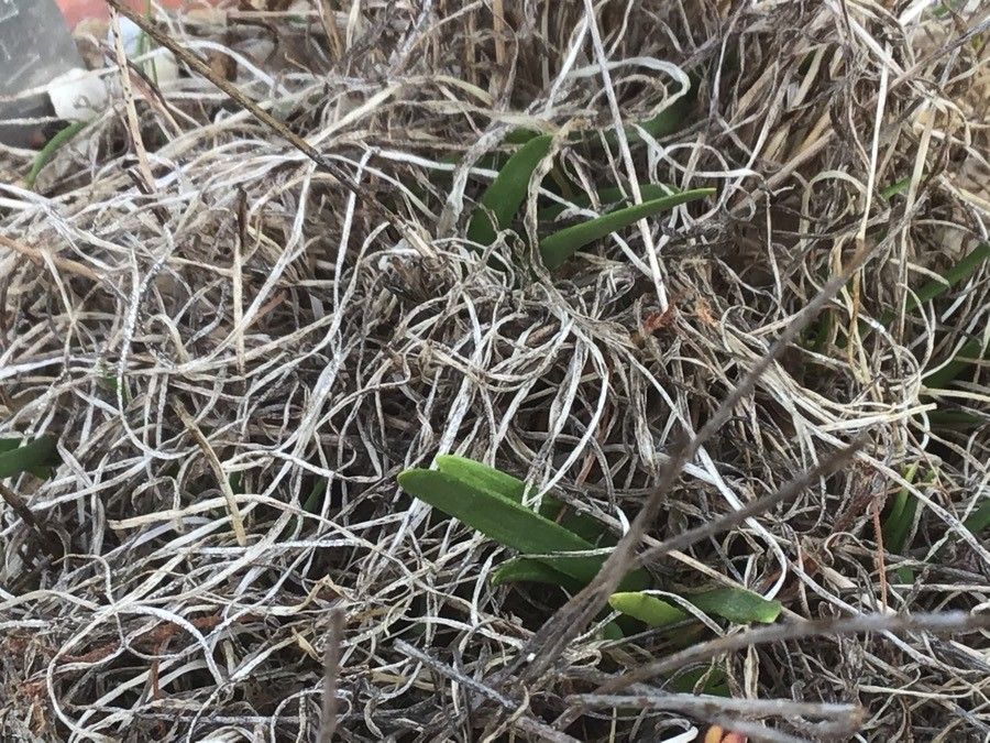 Allium schmitzii leaf