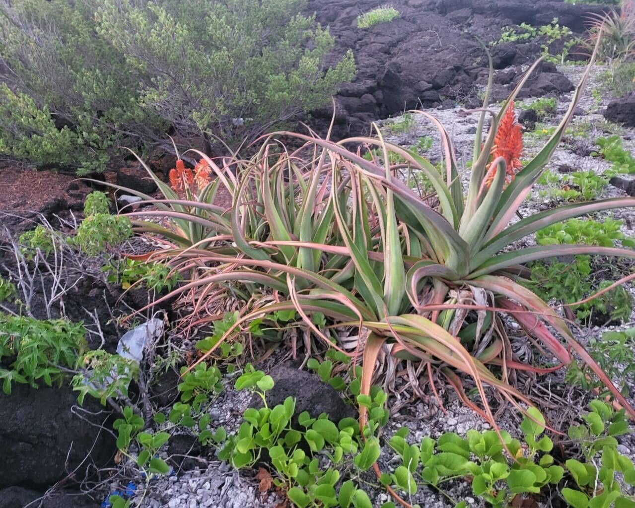 Aloe alexandrei — houseplant care guide