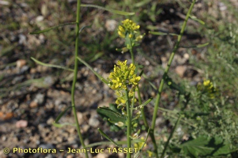 Sinapis flexuosa — related species from the same genus