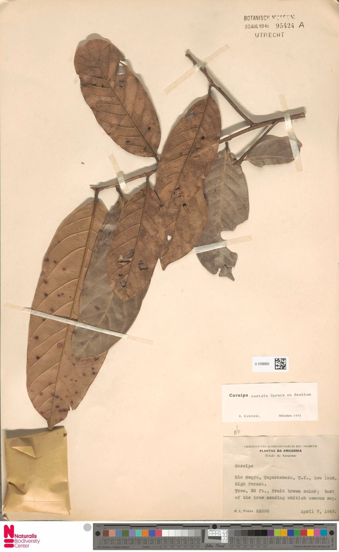 Caraipa costata — related species from the same genus