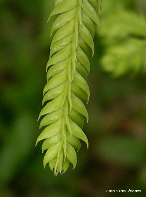 Pseudodiphasium volubile leaf