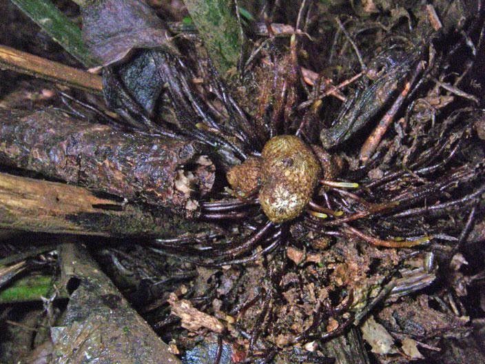 Pteris propinqua other