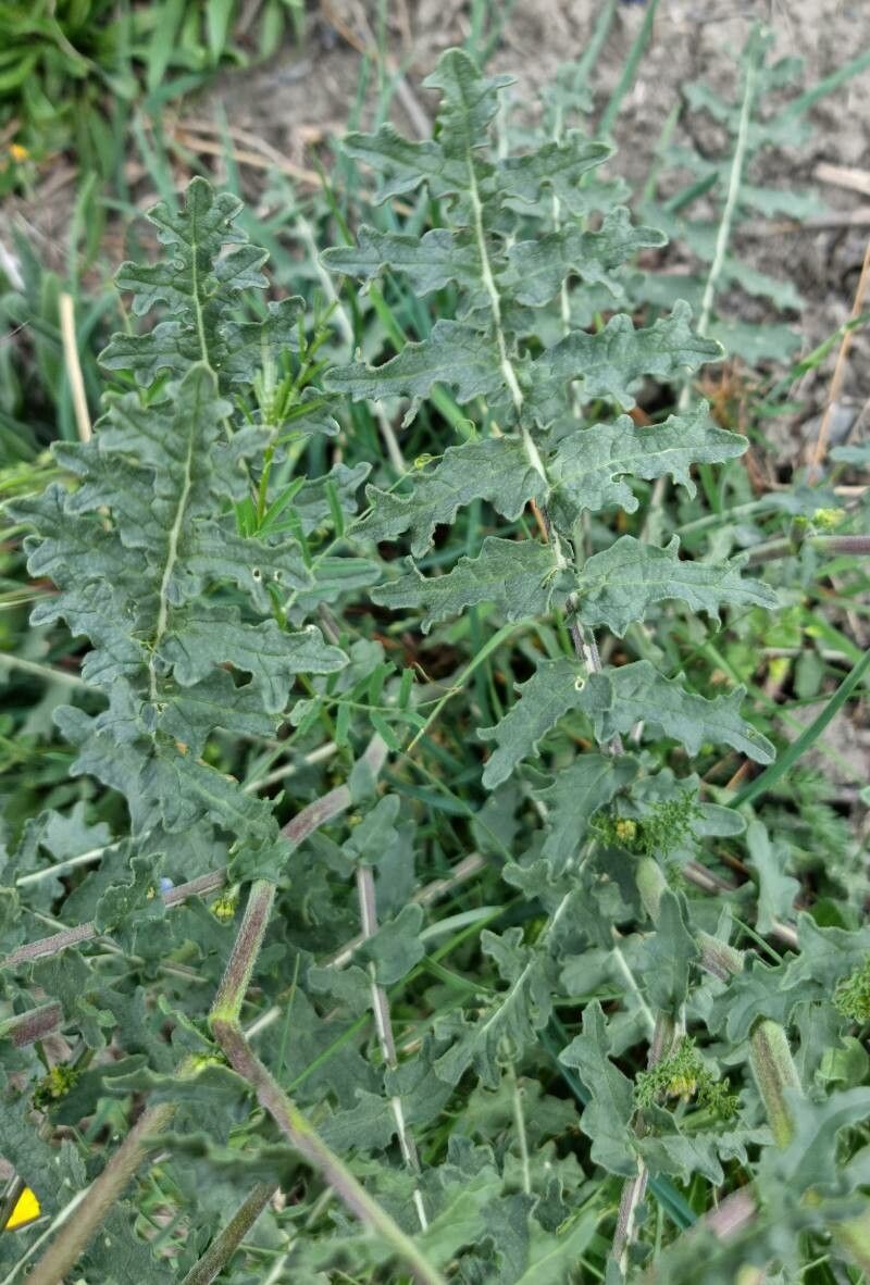 Erucastrum nasturtiifolium leaf