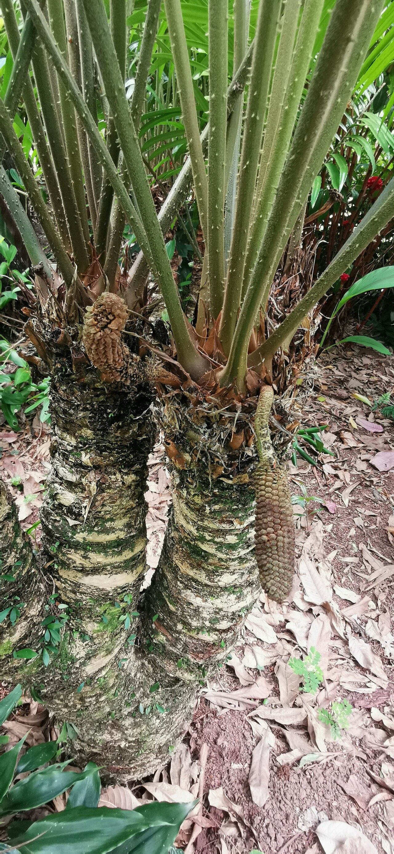 Zamia poeppigiana flower