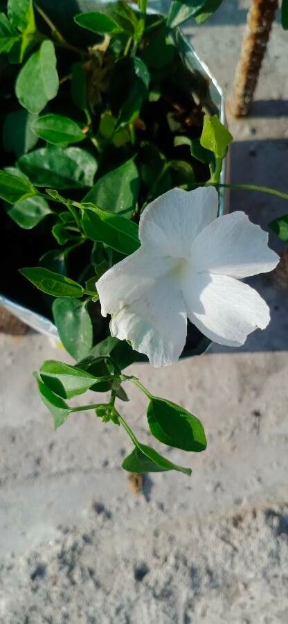 Thunbergia laevis flower
