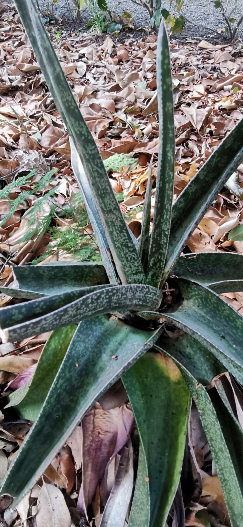 Gasteria croucheri — houseplant care guide