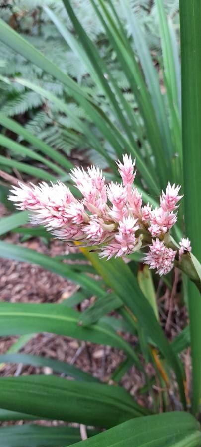 Helmholtzia glaberrima flower