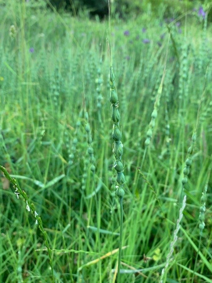 Aegilops ventricosa flower