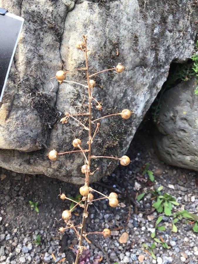 Verbascum arcturus fruit