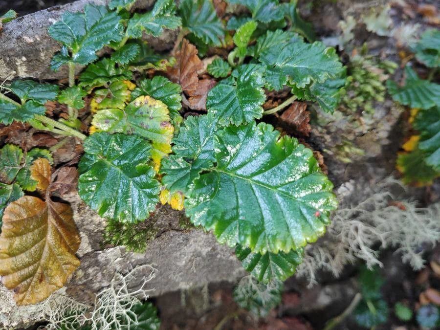 Rubus geoides — houseplant care guide