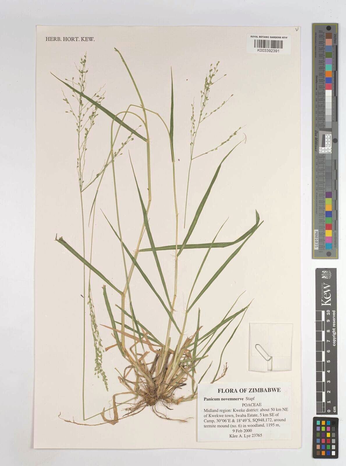 Panicum novemnerve — houseplant care guide