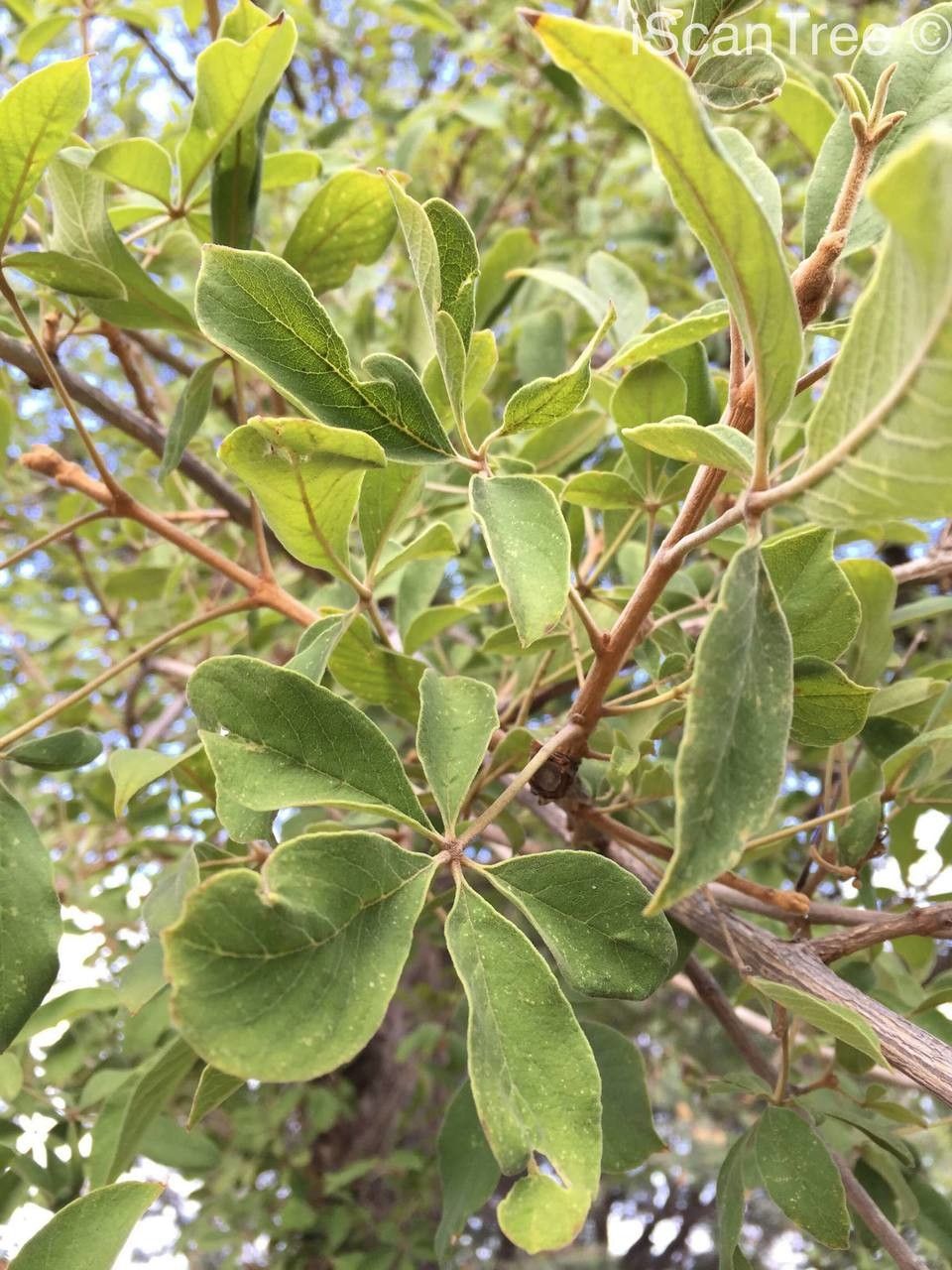 Vitex pooara leaf