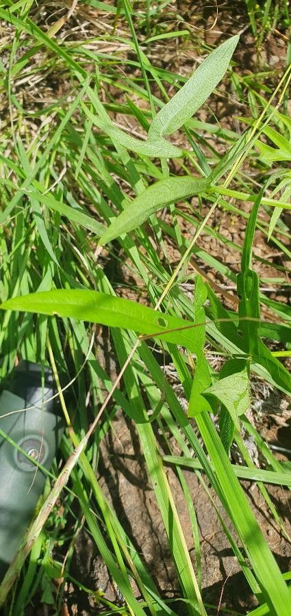 Vigna membranacea — houseplant care guide