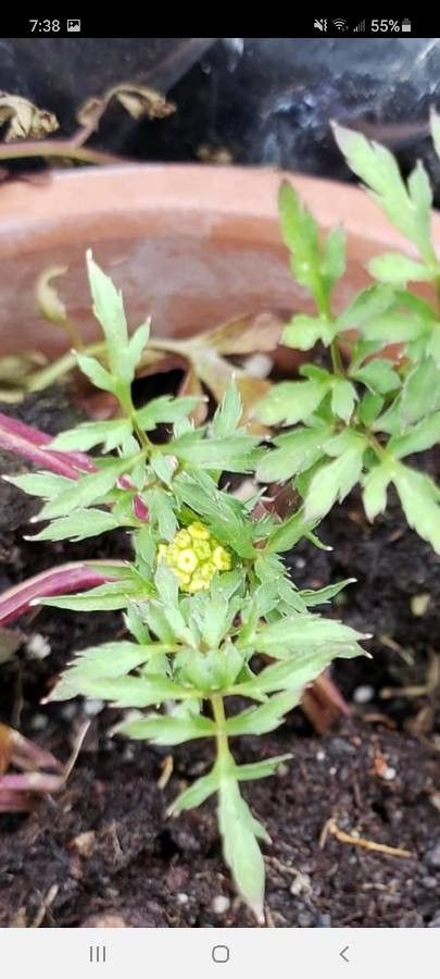 Sanicula bipinnata — related species from the same genus