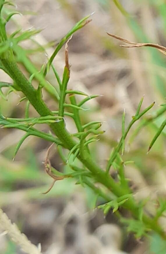 Baccharis ulicina leaf