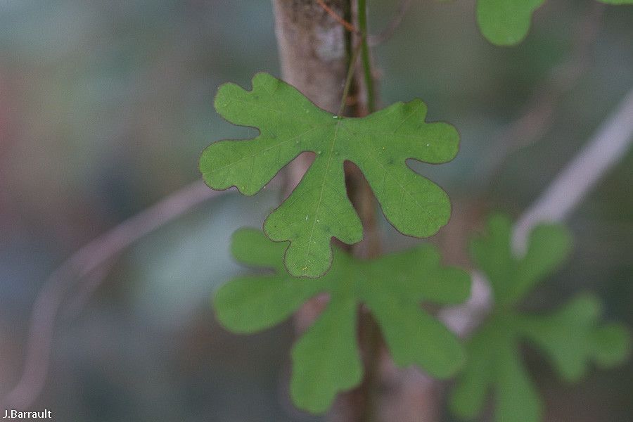 Passiflora barclayi — houseplant care guide