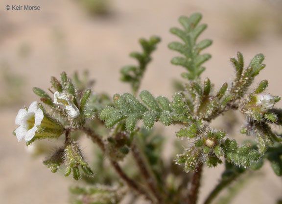 Phacelia ivesiana fruit