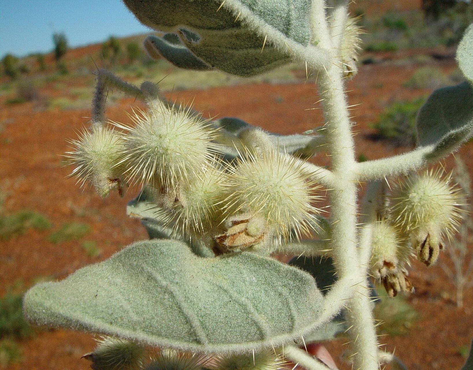 Solanum gabrielae fruit