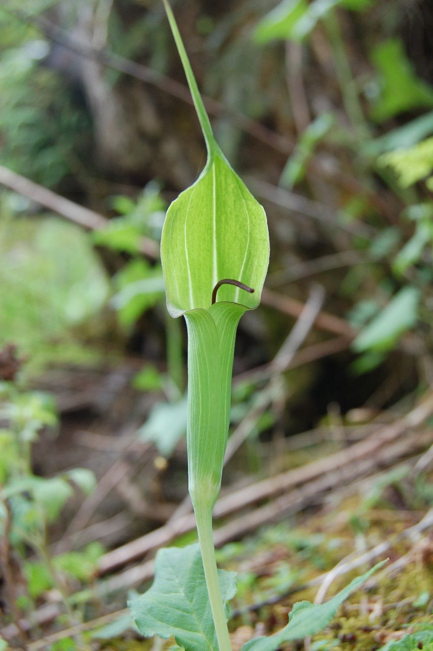 Arisaema jacquemontii flower