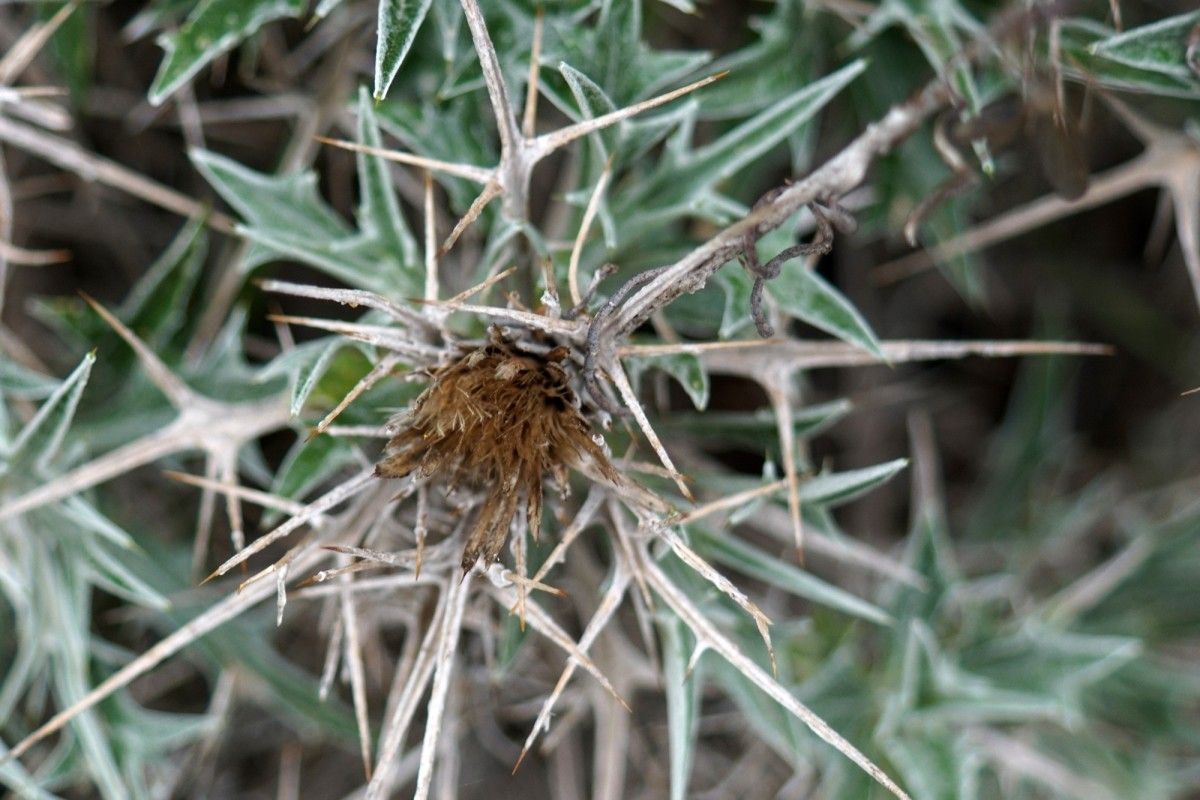 Carlina tragacanthifolia fruit