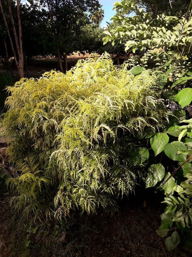 Polyscias filicifolia habit