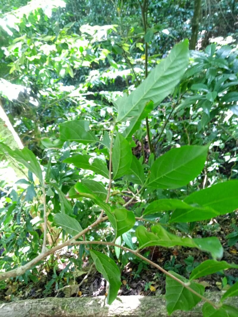 Guarea glabra — houseplant care guide