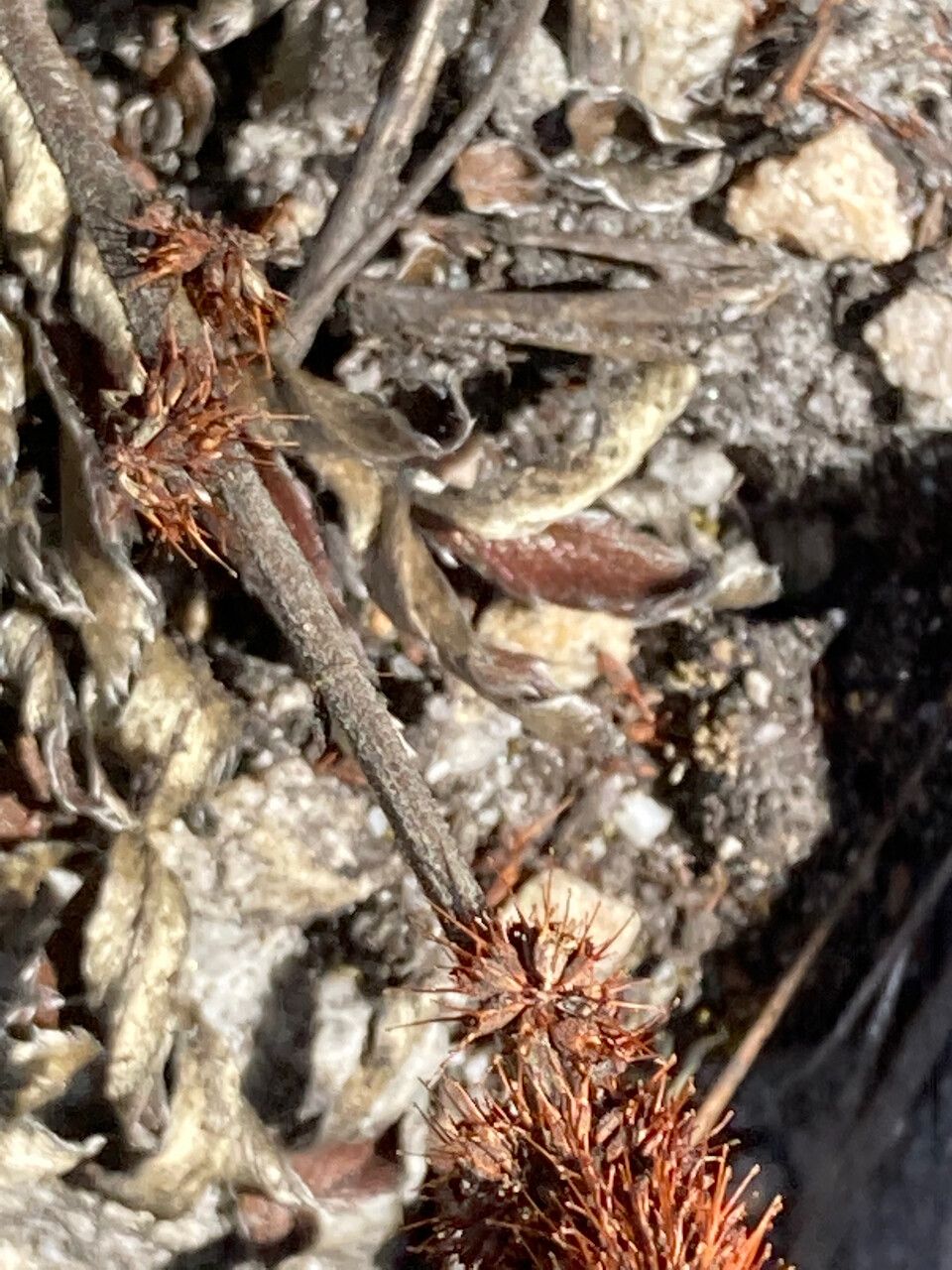 Acaena cylindristachya fruit