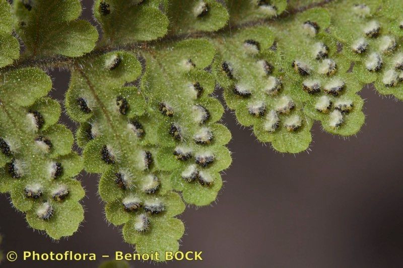 Hypodematium crenatum bark