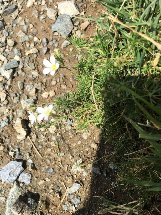 Minuartia laricifolia habit