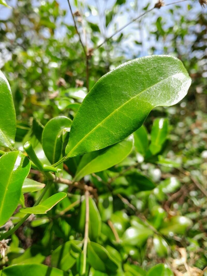 Melicope madagascariensis leaf