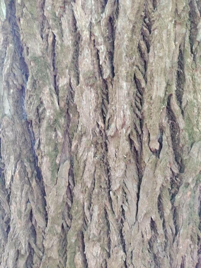 Lecythis pisonis bark