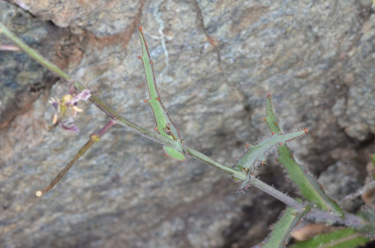Streptanthus glandulosus bark