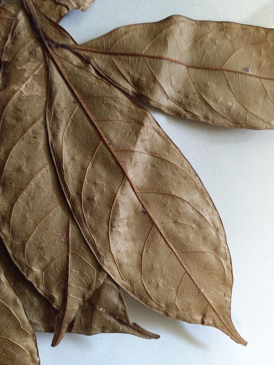 Chrysophyllum pomiferum leaf