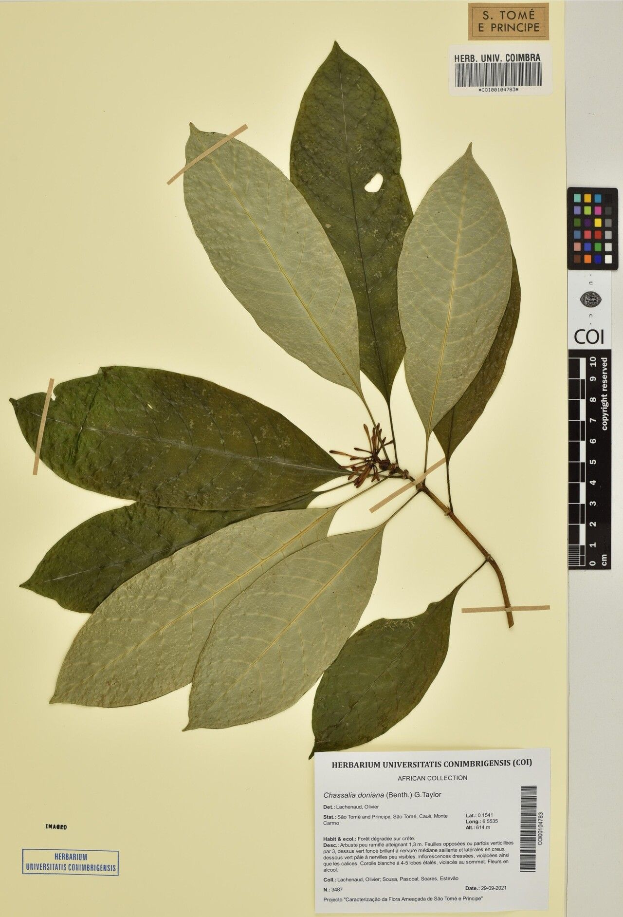 Chassalia doniana — houseplant care guide