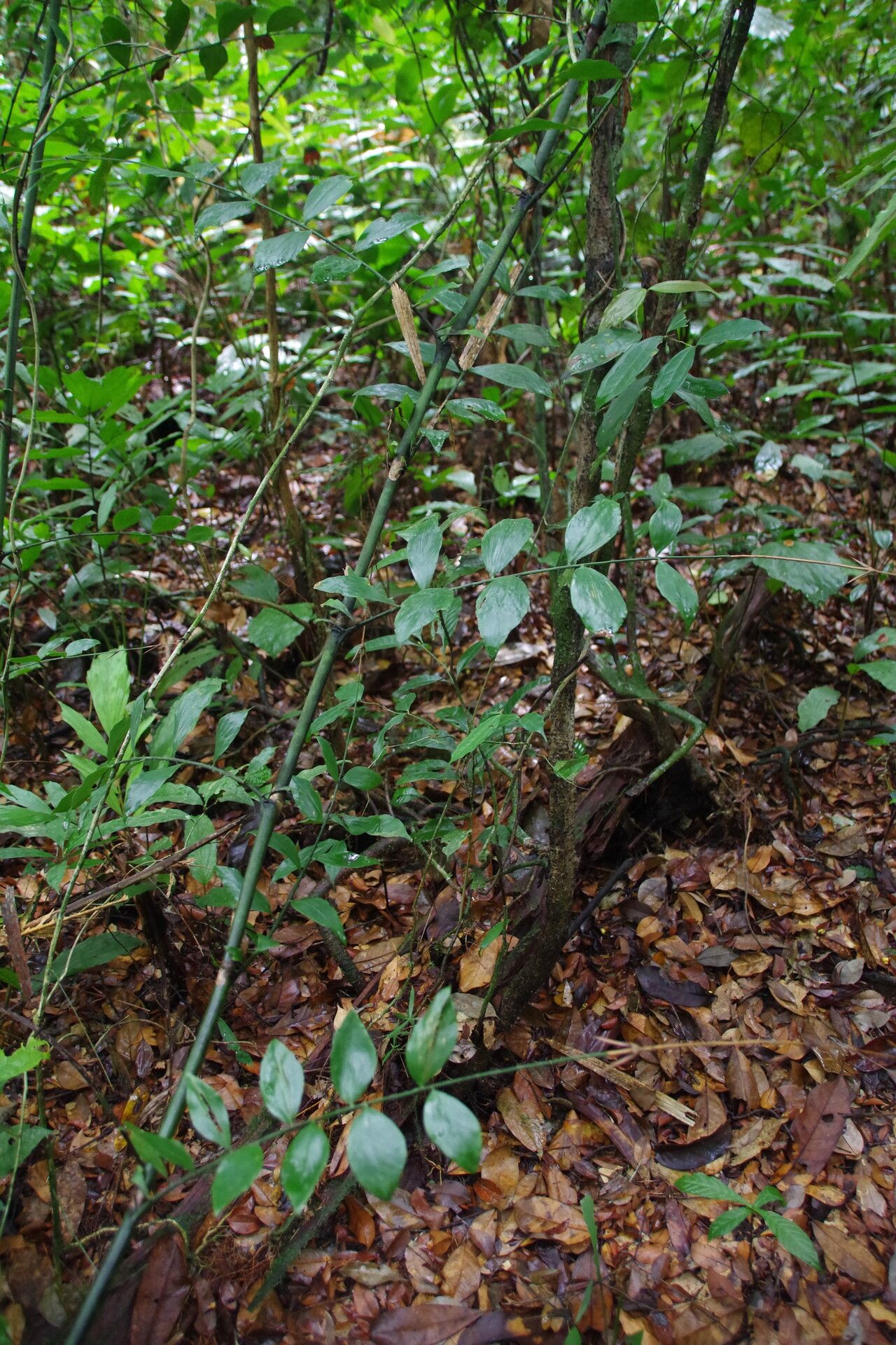 Eremospatha cabrae habit