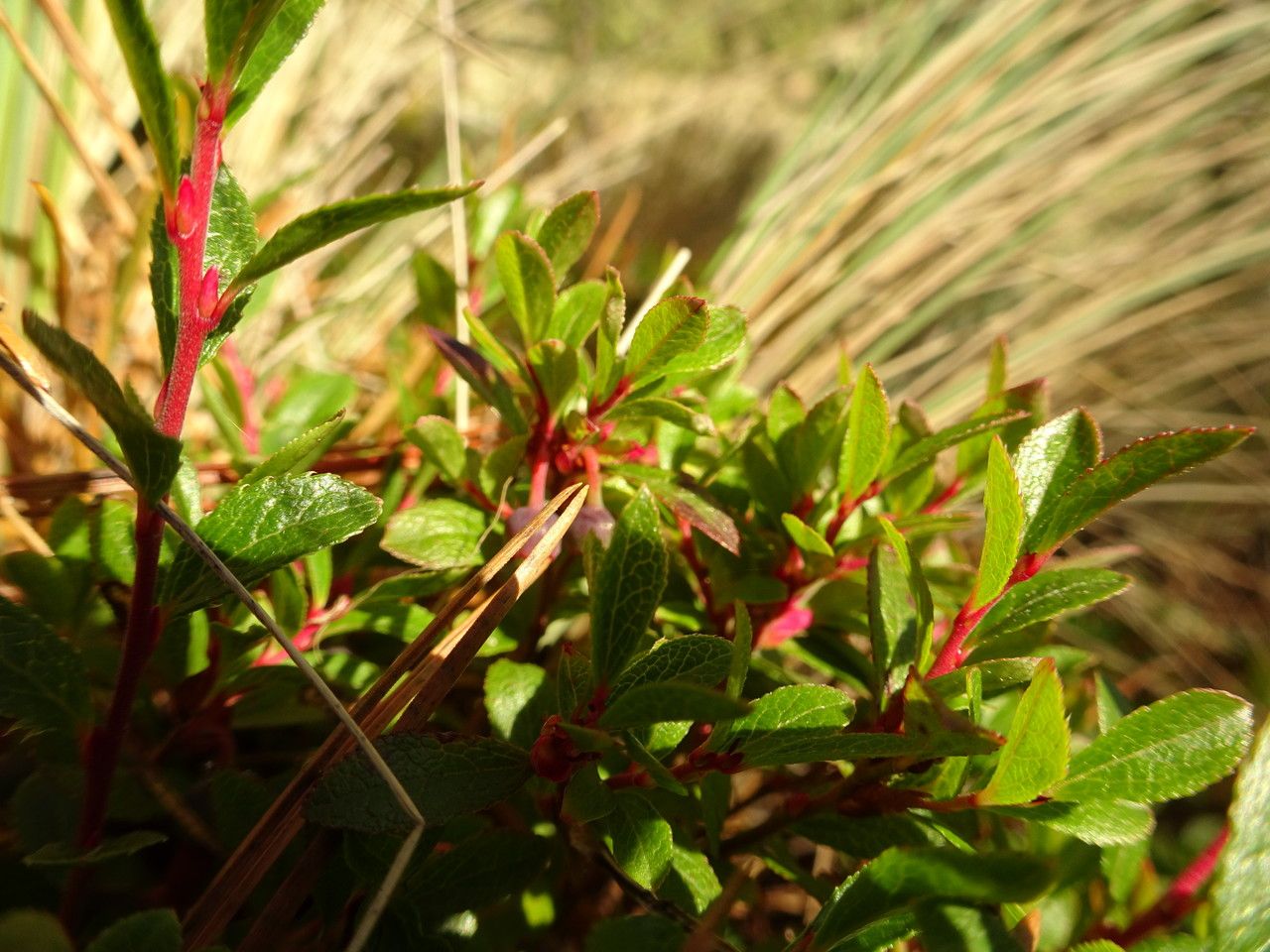 Vaccinium geminiflorum — search result for 'Vaccinium'
